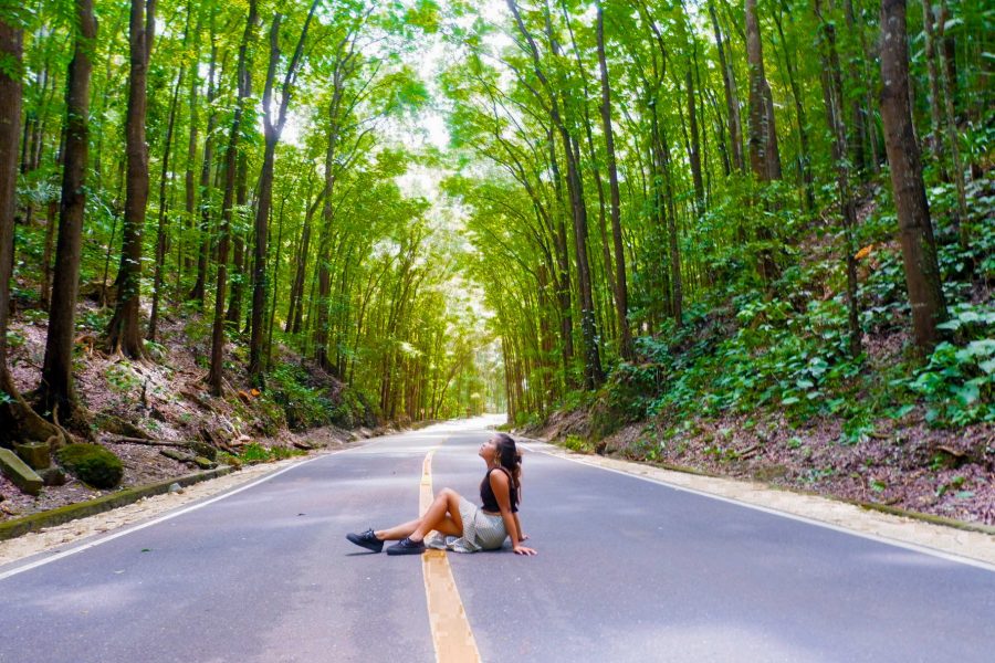 ALT="bohol travel guide manmade forest"