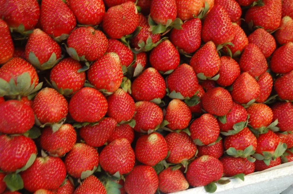 ALT="strawberries to eat in baguio city benguet"