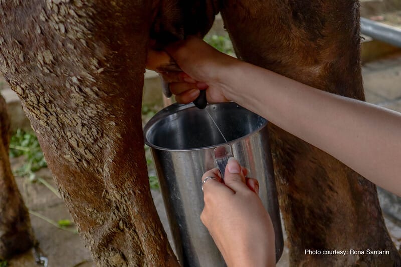 milking cows at farmshare laguna