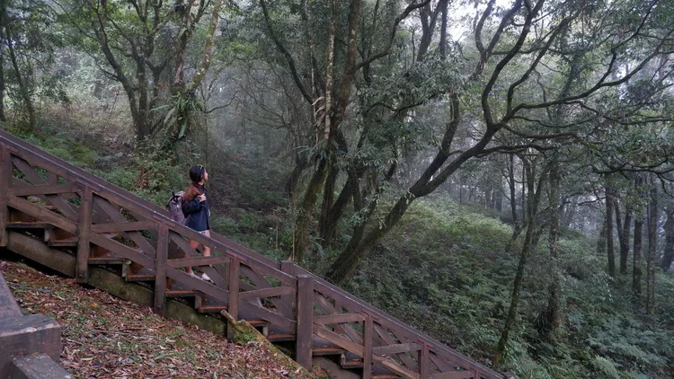 the iconic alishan century old trees