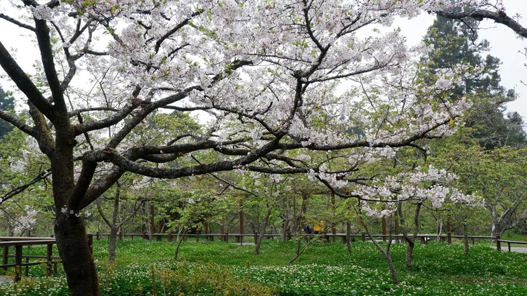a hundred year old cherry blossom tree alishan