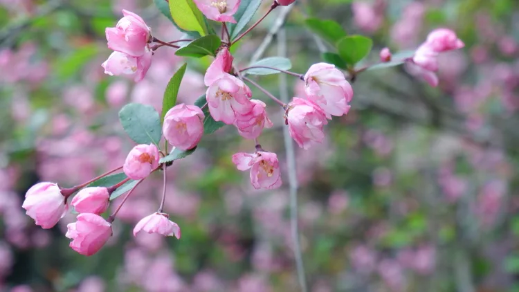 cherry blossoms in taiwan